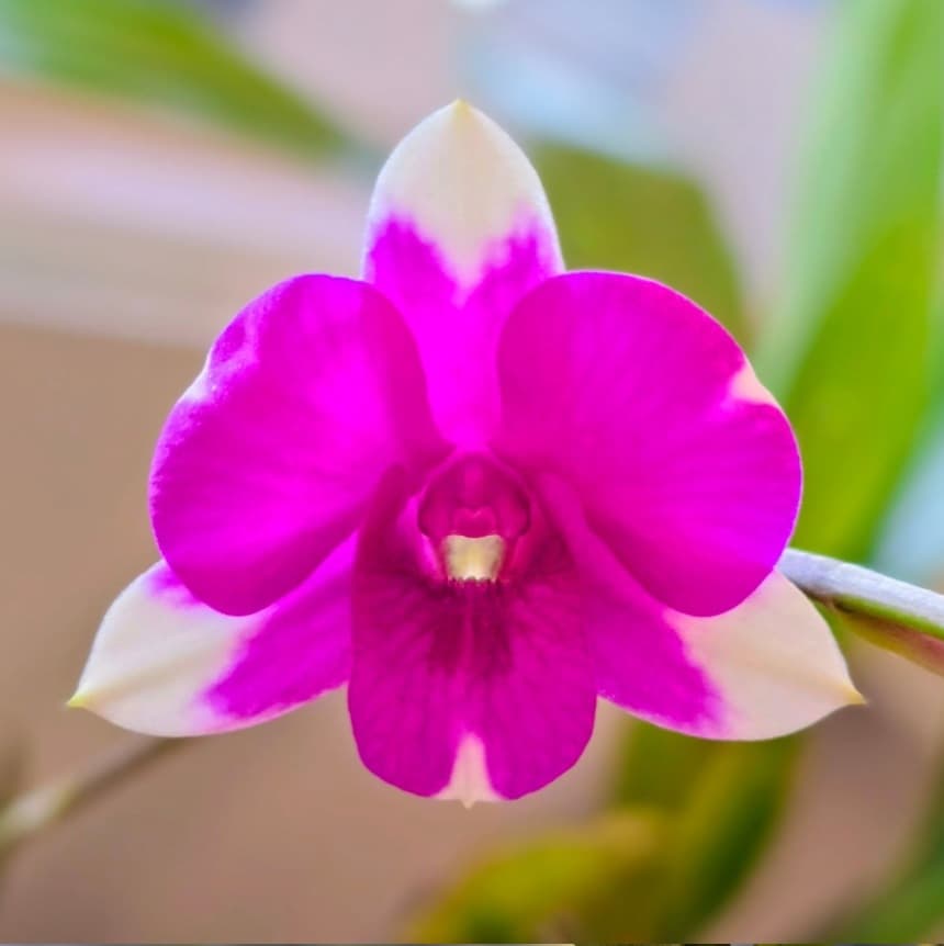 Orchid 3