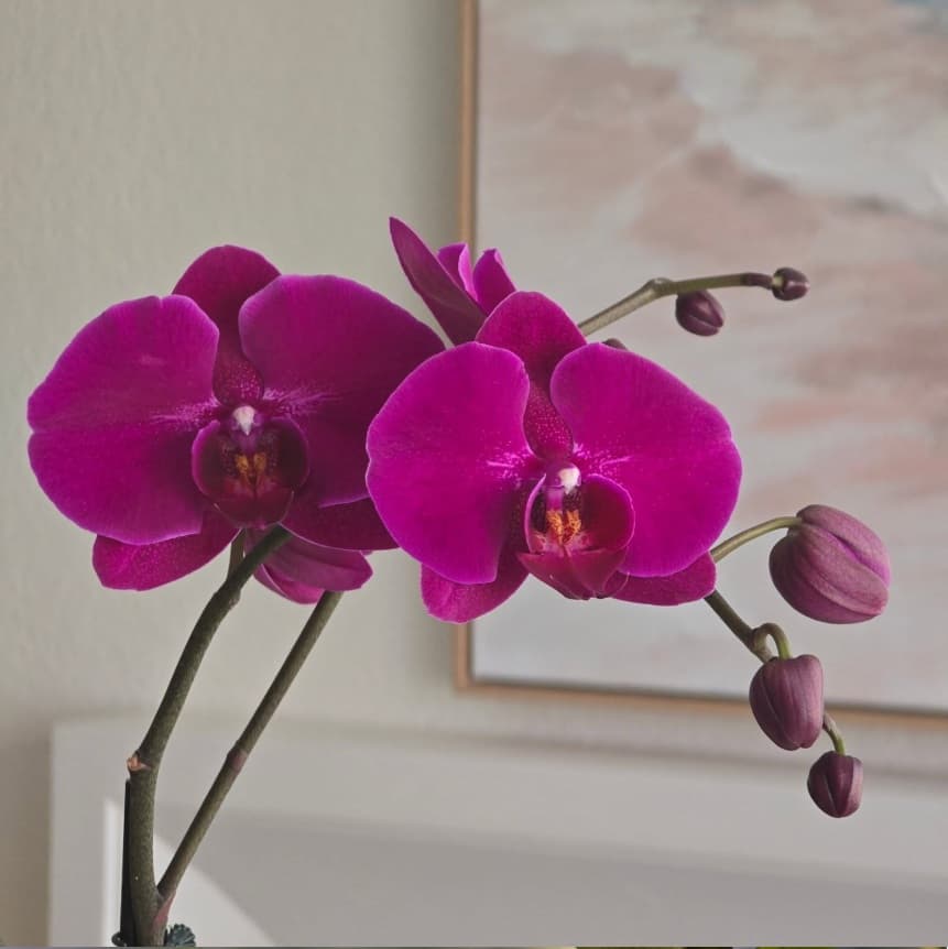 Orchid 5